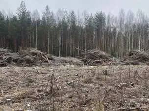 На поселковом кладбище на Северном проведена большая работа по расчистке территории от валежника
