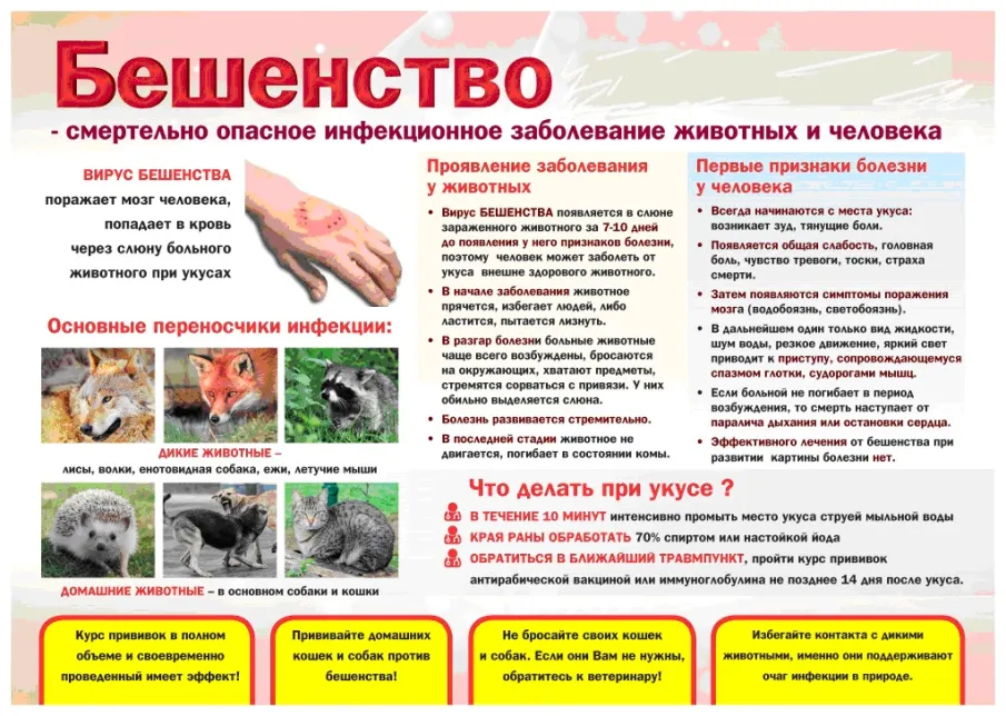 Укусы животных - тема эта крайне важная и актуальная.